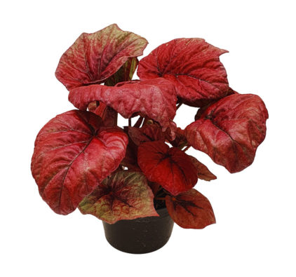 begonia-rex-vaso begonia-rex-vaso