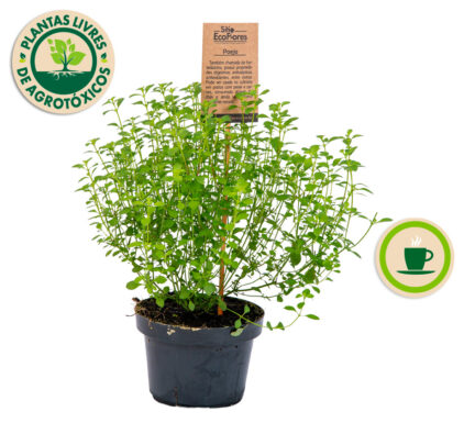 bioativas-poejo-sitio-ecoflores-2024 bioativas-poejo-sitio-ecoflores-2024